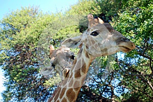 Pair of giraffes