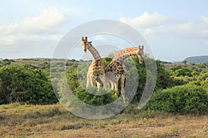 Pair of Giraffes - Bowing