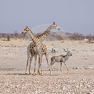 Giraffe And Kudu