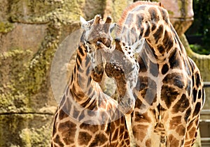 Pair of giraffes in melbourne