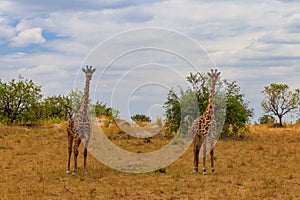 Pair of giraffes in savanna in Serengeti national park in Tanzania.