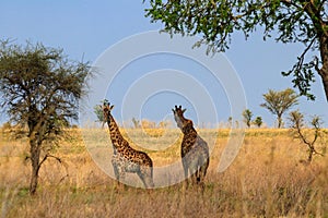 Pair of giraffes in savanna in Serengeti national park in Tanzania