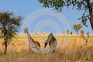 Pair of giraffes in savanna in Serengeti national park in Tanzania