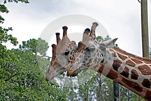 A Pair of Girrafes at the Naples Zoo