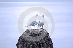 Pair of glaucous gulls at top of devil's finger. photo