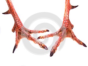 Pair Of Gobbler Feet