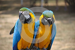 A pair of gold macaws staying together perched on a branch at a park