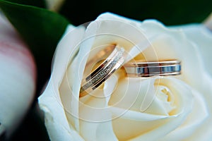 Pair of gold rings on rosebud, close up. Two golden wedding rings laying on light beige roses, blurred background, soft focus