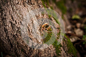 A pair of gold wedding rings on a brown background. Wedding rings on wooden background