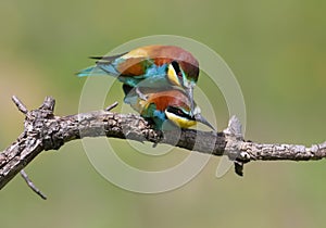 A pair of golden bee-eaters mate