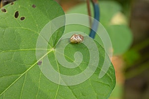 Pair of golden beetles on morning glory leaf