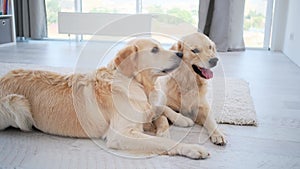 Pair of golden retriever dogs kissing