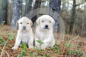 Pair of Golden Retriever Puppies