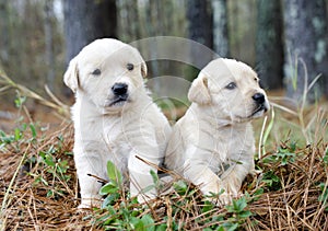 Pair of Golden Retriever Puppies