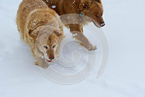 Pair of Golden Retrievers plays in the snow.