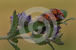 A pair of golden tortoise beetles are mating.