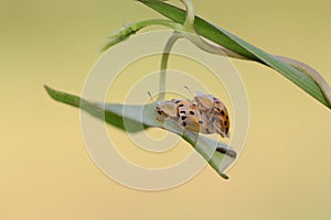 A pair of golden tortoise beetles are mating.