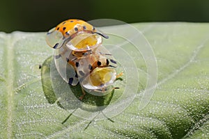 A pair of golden tortoise beetles are mating.