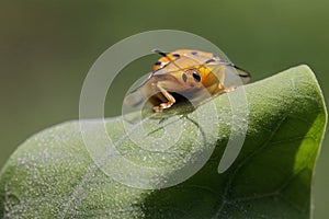 A pair of golden tortoise beetles are mating.