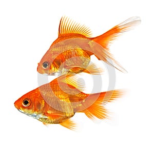 Pair of goldfish