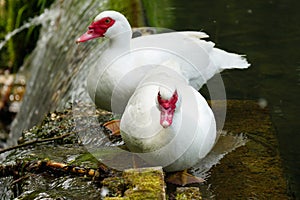 A pair of gooses relaxing by the pond.