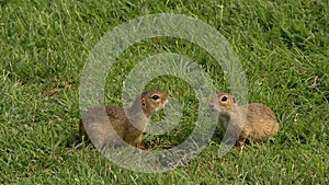 A pair of gophers sitting in the green grass, a married couple of animals