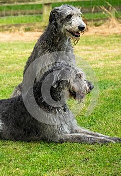 Pair of graceful Irish Wolf Hounds, looking to the right, considered to a a British vulnerable breed, one of the largest dog