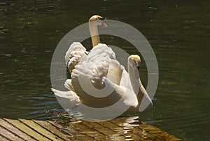 A pair of graceful white swans swims in a small pond in the Park