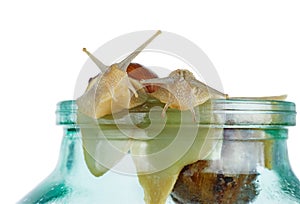 Pair grape snails isolated on a white