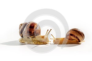 A pair of Grape snails isolated on a white background