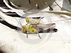 a pair of grasshoppers mating on a dry leaf
