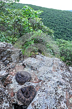 A pair of gravid timber rattlesnakes with a view