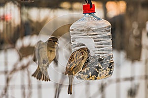 A pair of gray and brown sparrows is in the transparent plastic bottle feeder house in the park in winter