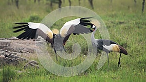 A Pair Of Gray Crowned Crane Searching In The Grass Of The Meadow In Kenya. -wid