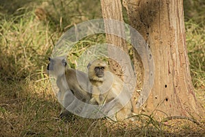 Pair of Gray Langurs Looking Up by a Tree