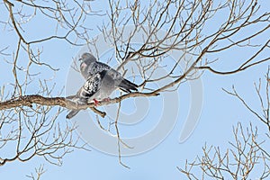 Pair of Gray pigeons with bright eyes and rainbow necks is on the tree in the park in winter