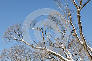 Pair of Gray pigeons with bright eyes and rainbow necks is on the tree in the park in winter