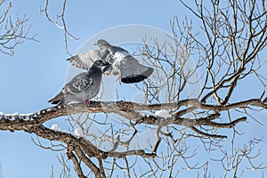 Pair of Gray pigeons with bright eyes and rainbow necks is on the tree in the park in winter