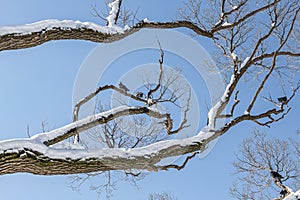 Pair of Gray pigeons with bright eyes and rainbow necks is on the tree in the park in winter