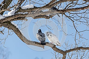 Pair of Gray pigeons with bright eyes and rainbow necks is on the tree in the park in winter