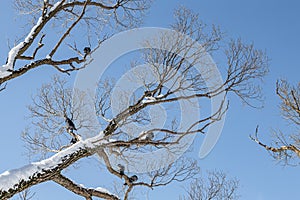 Pair of Gray pigeons with bright eyes and rainbow necks is on the tree in the park in winter