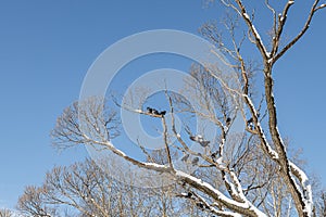 Pair of Gray pigeons with bright eyes and rainbow necks is on the tree in the park in winter