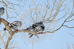 Pair of Gray pigeons with bright eyes and rainbow necks is on the tree in the park in winter