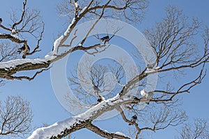 Pair of Gray pigeons with bright eyes and rainbow necks is on the tree in the park in winter