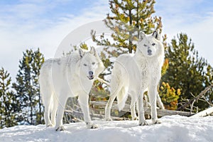A pair gray timber wolf in winter