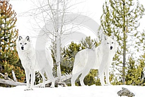 A pair gray timber wolf in winter