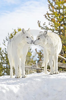 A pair gray timber wolf in winter