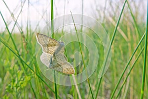 mating moth