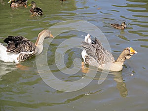 Pair of graylag geese