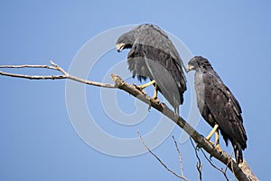 Pair of Great Black Hawks Perching High